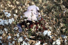 Mature Cotton in Hami