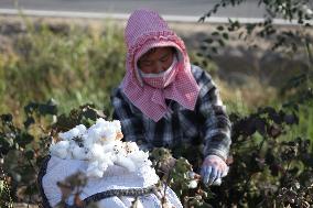 Mature Cotton in Hami