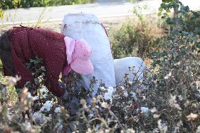 Mature Cotton in Hami