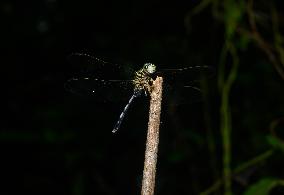 Slender Skimmer - Green Marsh Hawk - Orthetrum Sabina