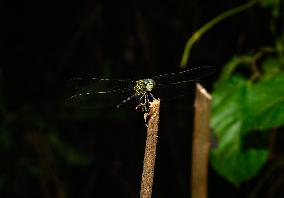 Slender Skimmer - Green Marsh Hawk - Orthetrum Sabina