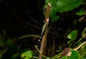 Slender Skimmer - Green Marsh Hawk - Orthetrum Sabina