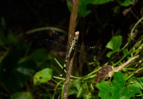 Slender Skimmer - Green Marsh Hawk - Orthetrum Sabina