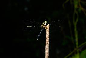 Slender Skimmer - Green Marsh Hawk - Orthetrum Sabina