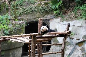 Chongqing Zoo