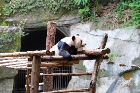 Chongqing Zoo