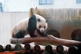 Chongqing Zoo