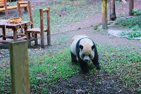 Chongqing Zoo