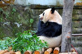 Chongqing Zoo