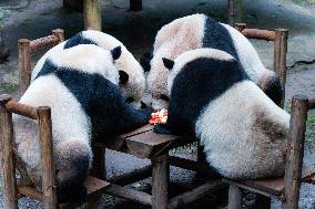 Chongqing Zoo Giant Panda