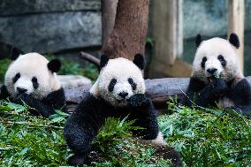 Chongqing Zoo Giant Panda