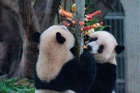 Chongqing Zoo Giant Panda