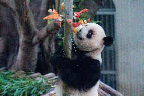 Chongqing Zoo Giant Panda