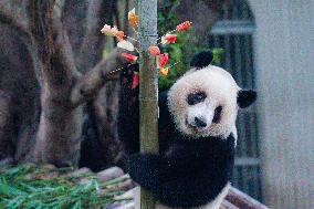 Chongqing Zoo Giant Panda