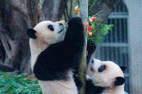 Chongqing Zoo Giant Panda