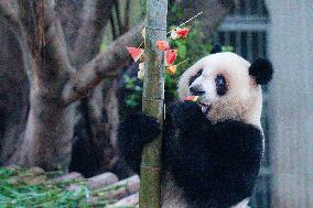 Chongqing Zoo Giant Panda