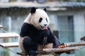 Chongqing Zoo Giant Panda