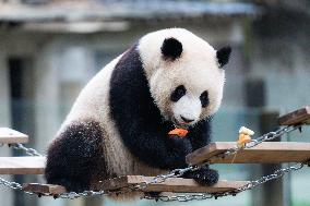 Chongqing Zoo Giant Panda