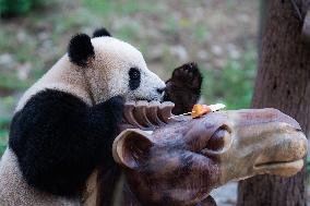 Chongqing Zoo Giant Panda