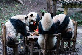 Chongqing Zoo Giant Panda