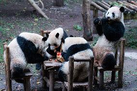 Chongqing Zoo Giant Panda