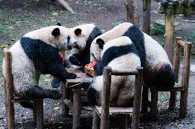 Chongqing Zoo Giant Panda