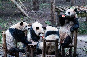 Chongqing Zoo Giant Panda