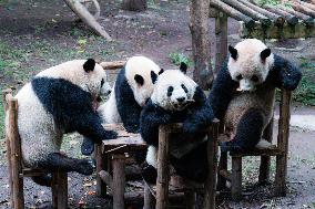 Chongqing Zoo Giant Panda