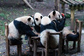 Chongqing Zoo Giant Panda