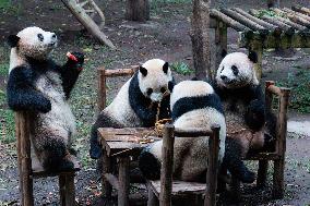 Chongqing Zoo Giant Panda