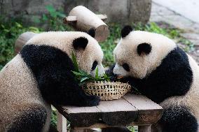 Chongqing Zoo Giant Panda