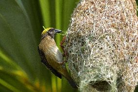 India Wildlife