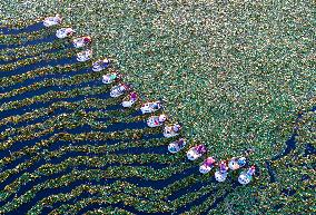 Autumn Harvest - China