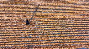 Autumn Harvest - China