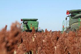 Autumn Harvest - China