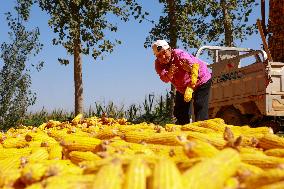 Autumn Harvest - China