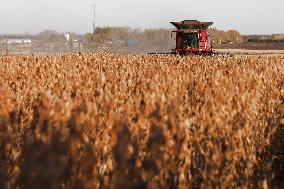 Autumn Harvest - China