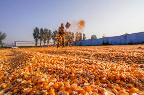 Autumn Harvest - China