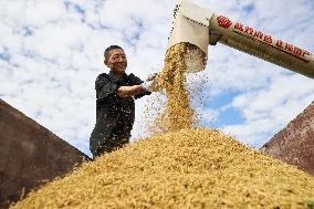 Autumn Harvest - China