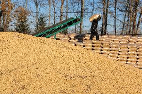 Autumn Harvest - China