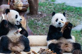 China Chongqing Zoo Giant Panda