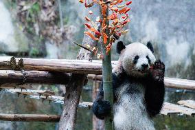 China Chongqing Zoo Giant Panda