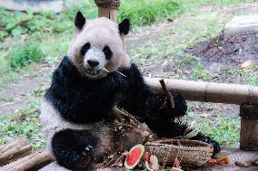 China Chongqing Zoo Giant Panda