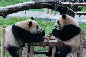 China Chongqing Zoo Giant Panda