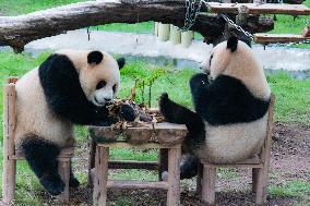 China Chongqing Zoo Giant Panda