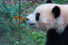 China Chongqing Zoo Giant Panda