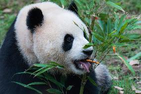 China Chongqing Zoo Giant Panda