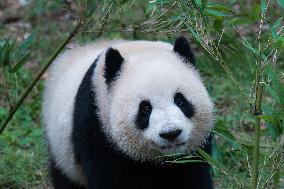 China Chongqing Zoo Giant Panda