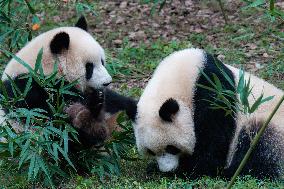 China Chongqing Zoo Giant Panda