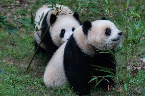 China Chongqing Zoo Giant Panda